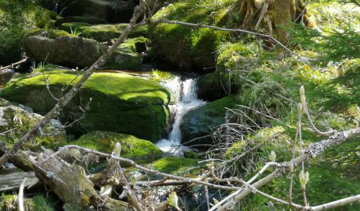Bayerischer Wald: Bachlauf am Dreisessel